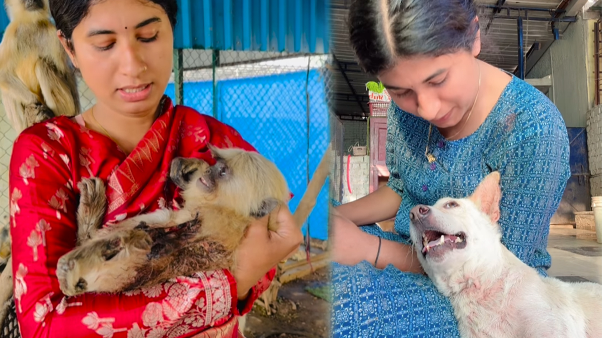 Help Nidhi Tiwari To Run Animal Shelter in Bilaspur, Chhattisgarh